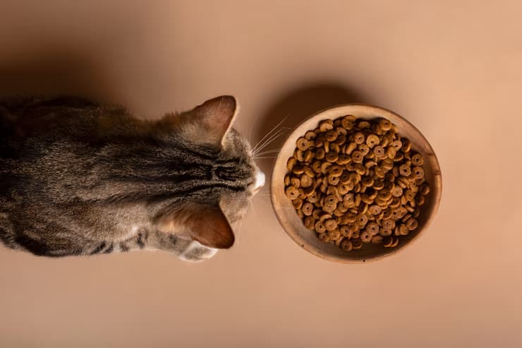 why is my kitten not eating