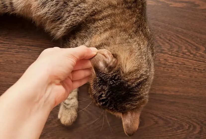 How Do Cats Get Ringworm
