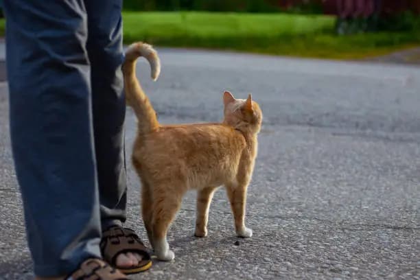 Why Do Cats Wag Their Tails
