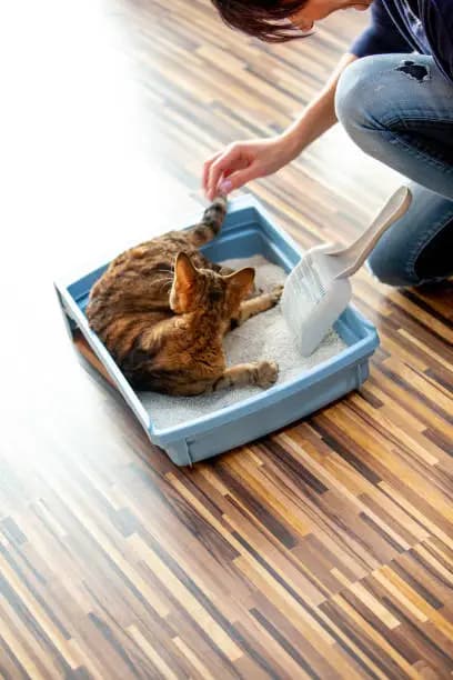 Cat Clumping vs Non-Clumping