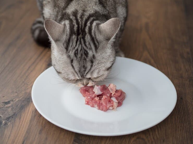 Can Cats Eat Raw Chicken?