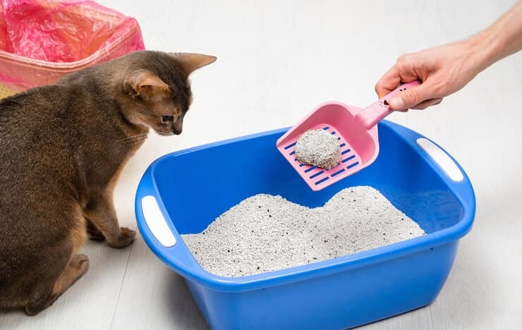 How Often to Change Cat Litter for One Cat