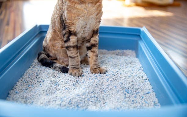 How to Switch Cat Litter