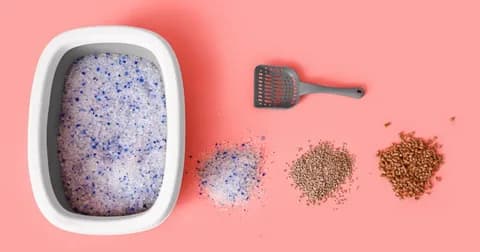 Scented vs. Unscented Cat Litter